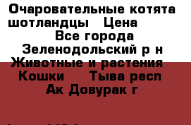 Очаровательные котята шотландцы › Цена ­ 2 000 - Все города, Зеленодольский р-н Животные и растения » Кошки   . Тыва респ.,Ак-Довурак г.